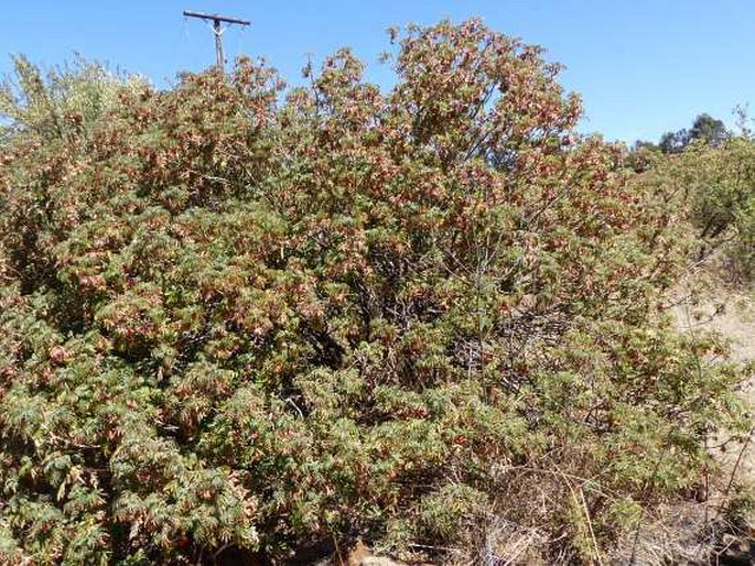 Melianthus comosus