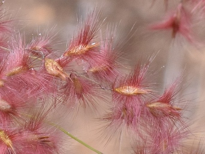 Melinis repens