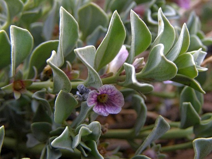 Melosperma andicola