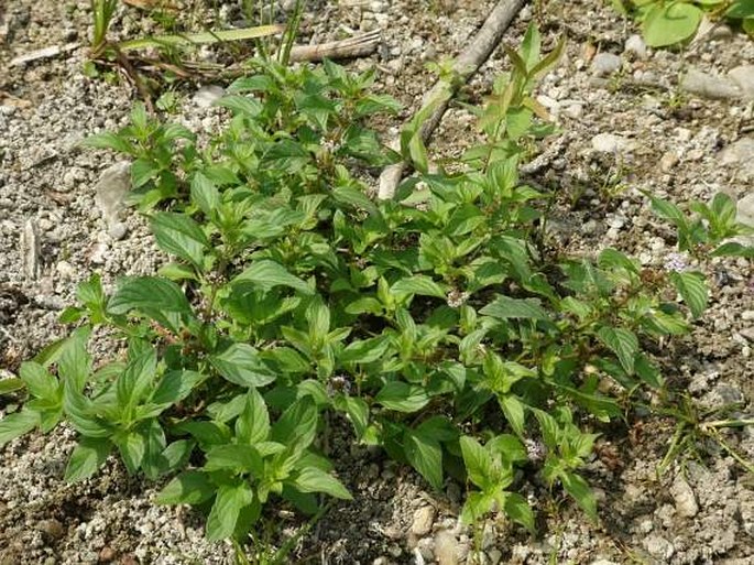 Mentha arvensis