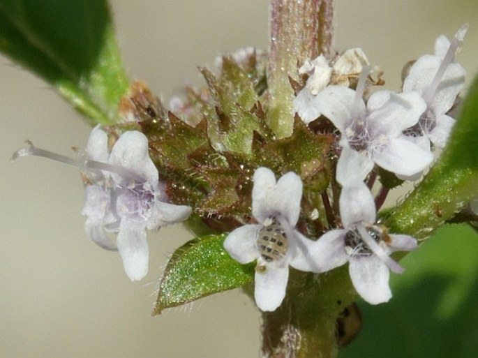 Mentha arvensis