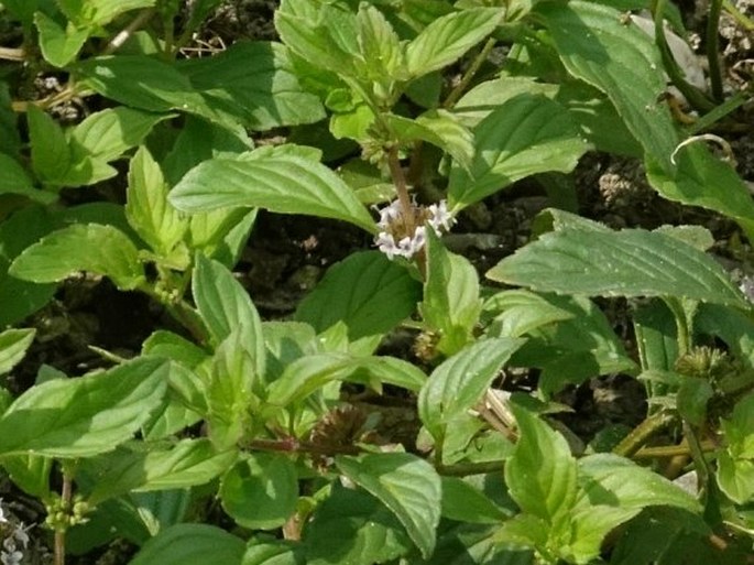 Mentha arvensis