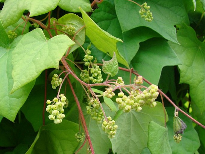 MENISPERMUM CANADENSE L. – lunoplod kanadský