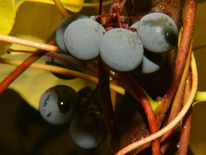 MENISPERMUM DAURICUM DC. - lunoplod dahurský