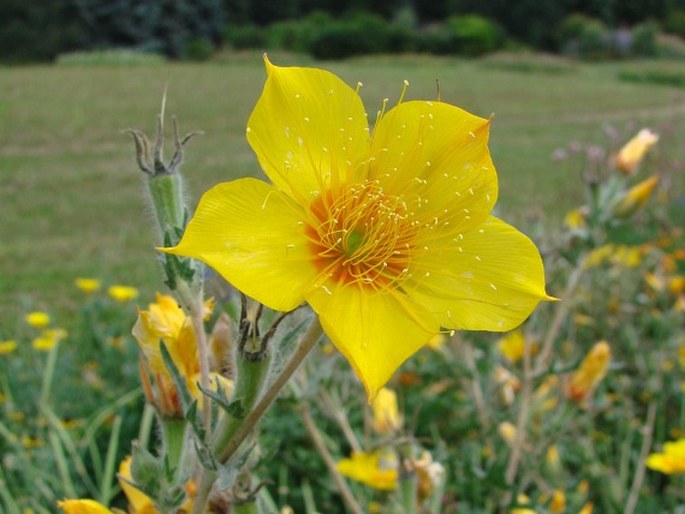 Mentzelia lindleyi