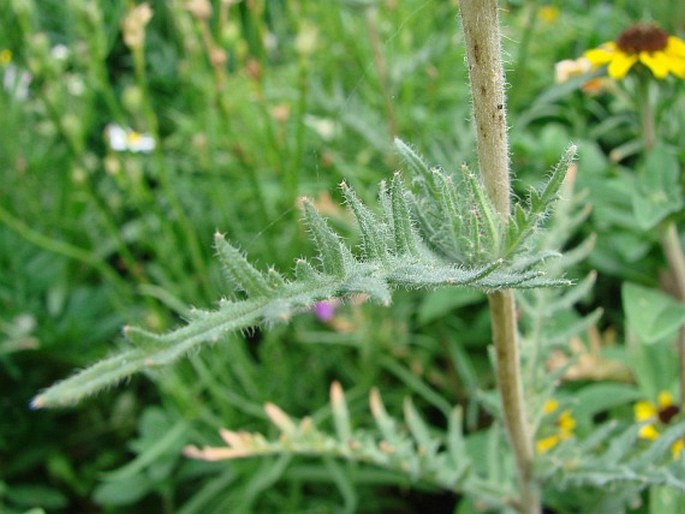 Mentzelia lindleyi