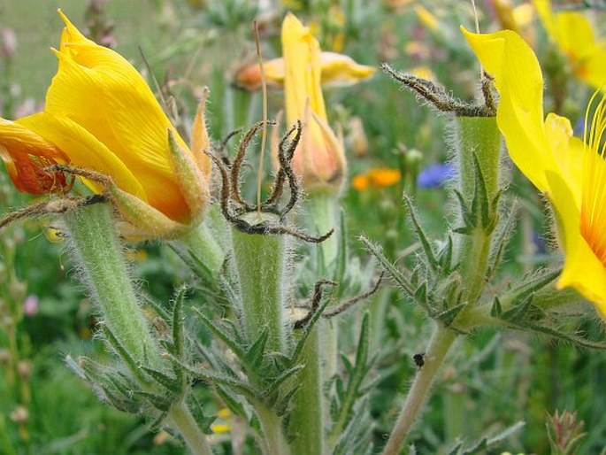 Mentzelia lindleyi