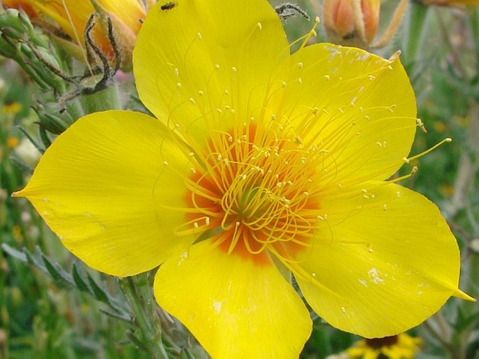 Mentzelia lindleyi