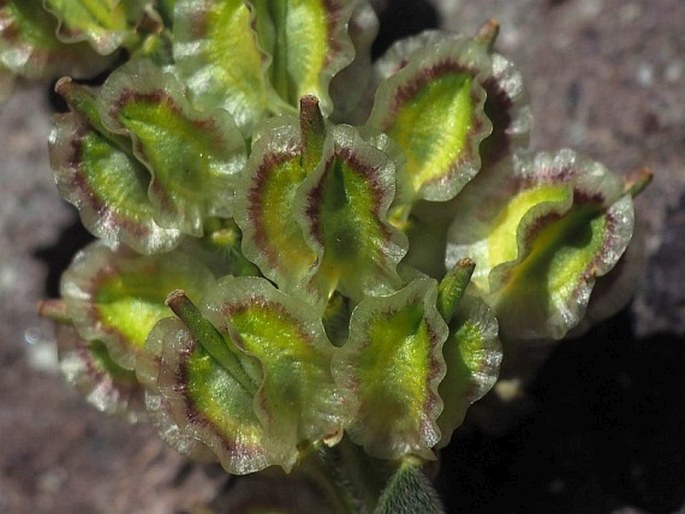 Menonvillea cuneata