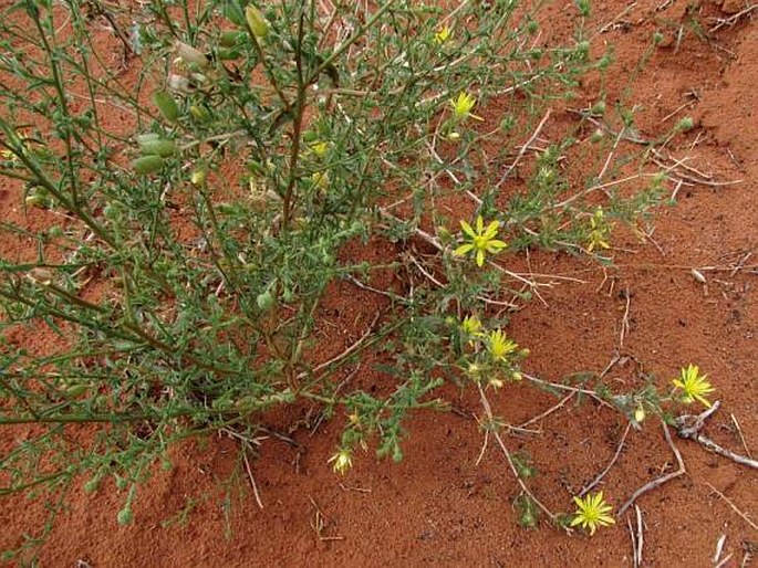 Mentzelia multiflora