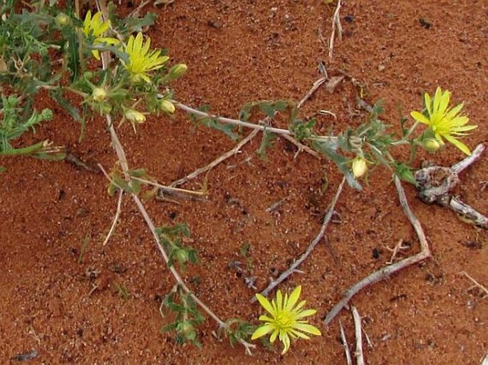 Mentzelia multiflora