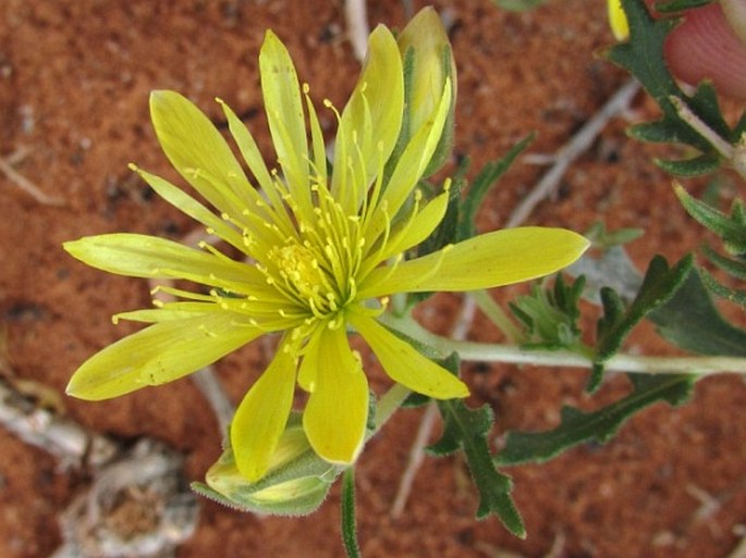 Mentzelia multiflora