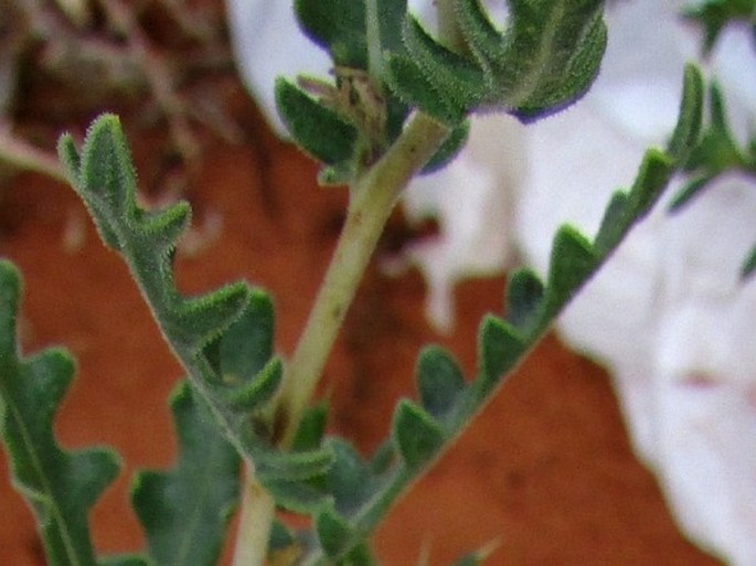 Mentzelia multiflora