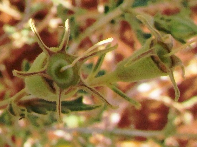 Mentzelia multiflora