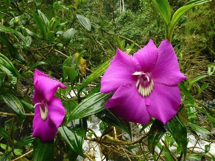 MERIANIA SPECIOSA (Bonpl.) Naudin