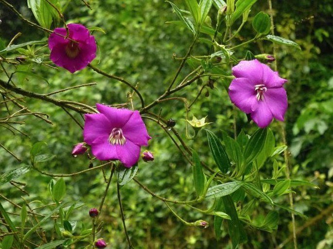 Meriania speciosa