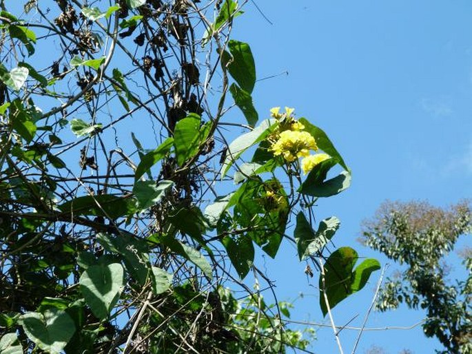 Merremia umbellata