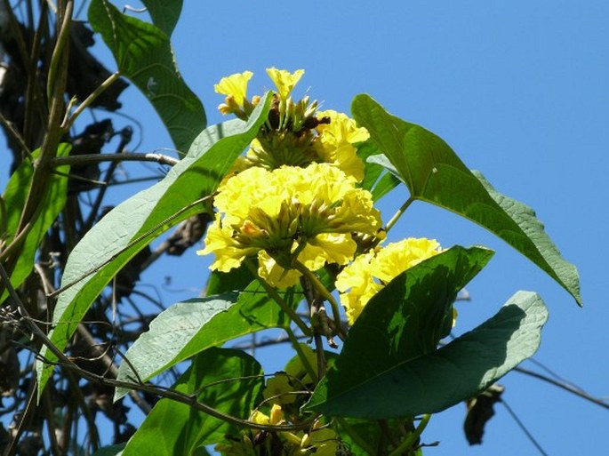 Merremia umbellata