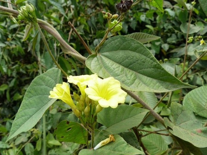 Merremia umbellata