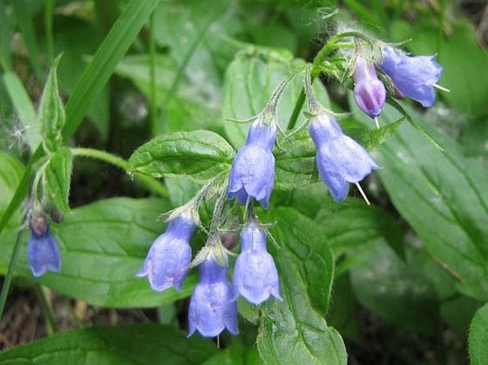 Mertensia paniculata