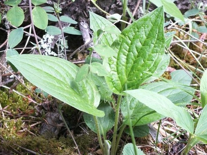 Mertensia paniculata