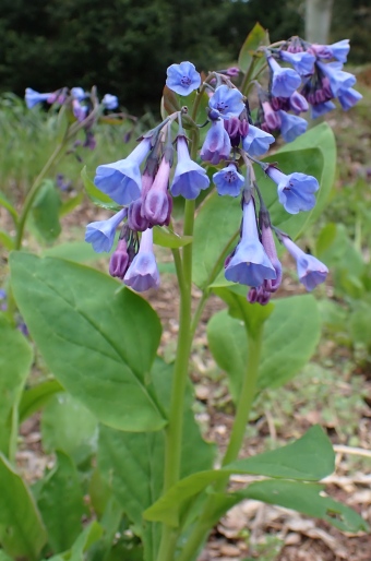 Mertensia virginica