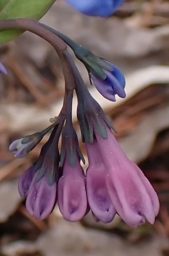 Mertensia virginica