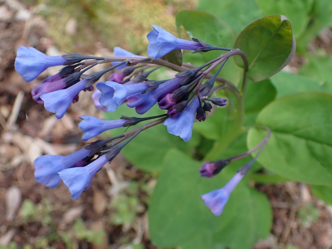 Mertensia virginica