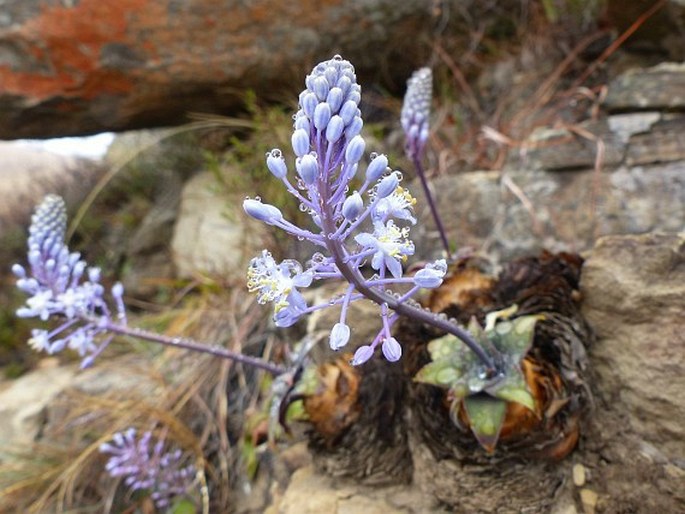 MERWILLA DRACOMONTANA (Hilliard et B. L. Burtt) Speta