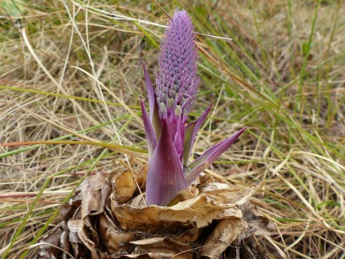 Merwilla plumbea