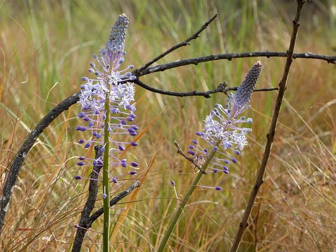 MERWILLA PLUMBEA (Lindl.) Speta