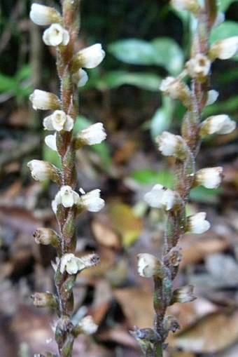 Mesadenella tonduzii