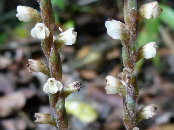 Mesadenella tonduzii