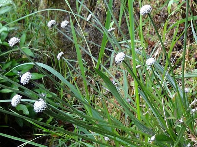 MESANTHEMUM PUBESCENS (Lam.) Körn.