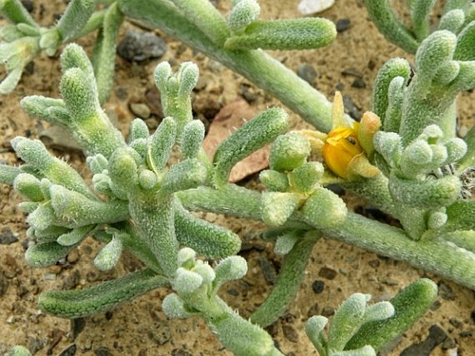 Mesembryanthemum inachabense