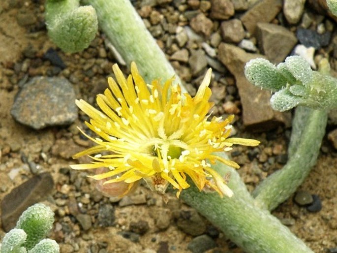 Mesembryanthemum inachabense