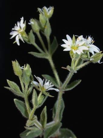 Mesostemma dichotomum