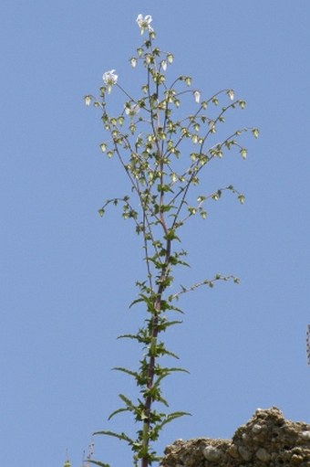 Michauxia campanuloides