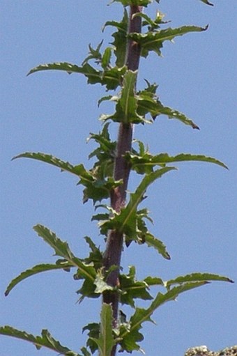 Michauxia campanuloides