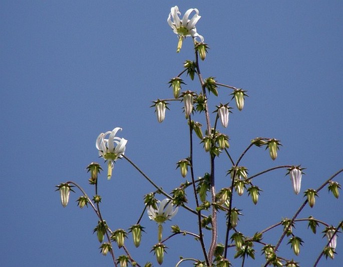 Michauxia campanuloides