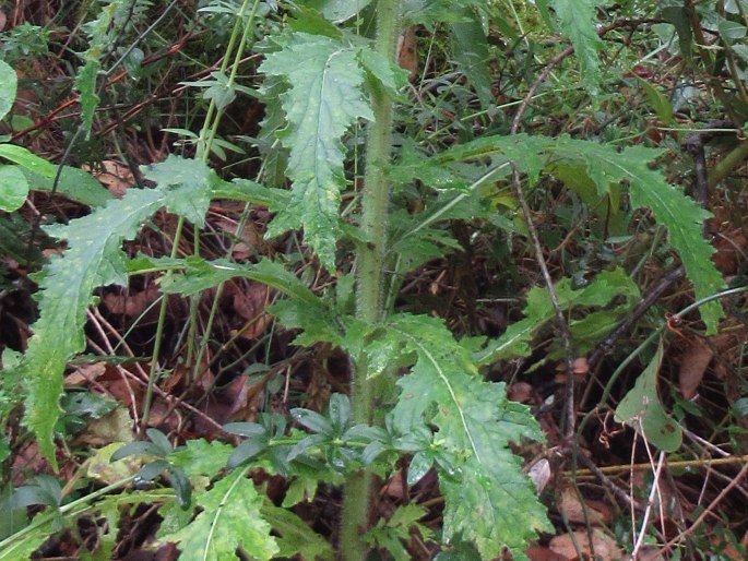 Michauxia campanuloides