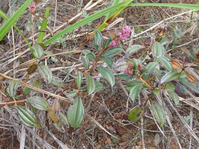 Miconia ciliata