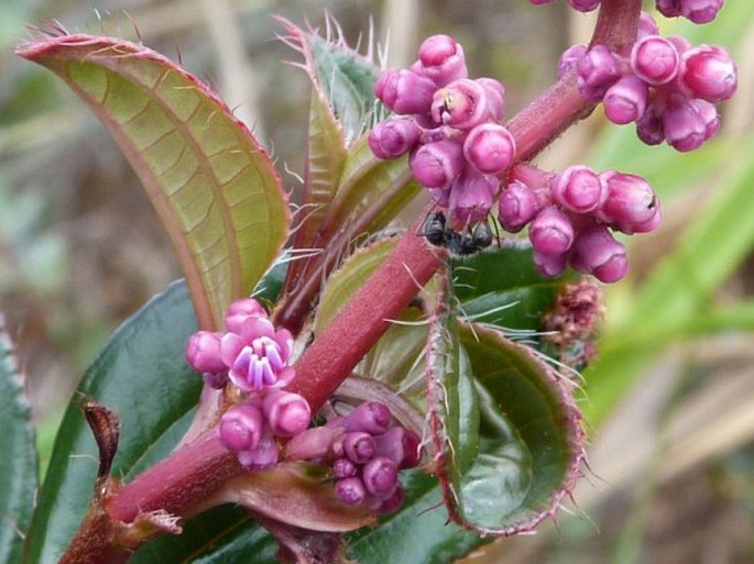 Miconia ciliata