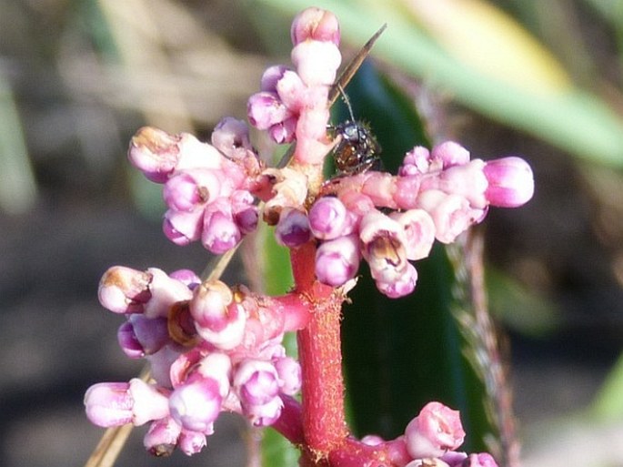 Miconia ciliata