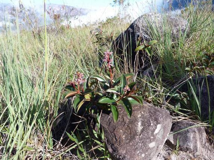 Miconia ciliata