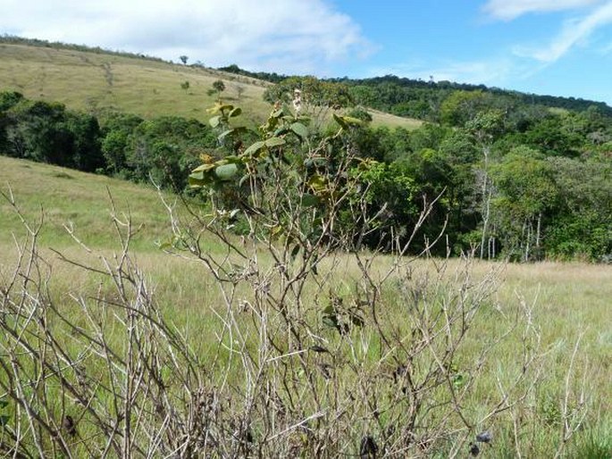 Miconia rufescens