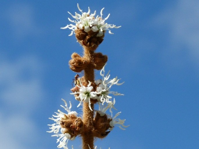 Miconia rufescens