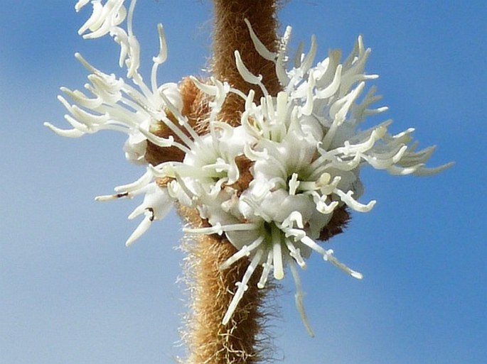 Miconia rufescens