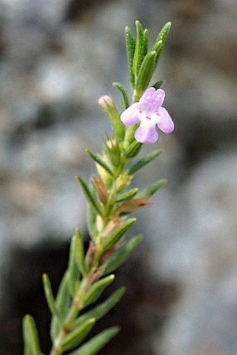 Micromeria graeca