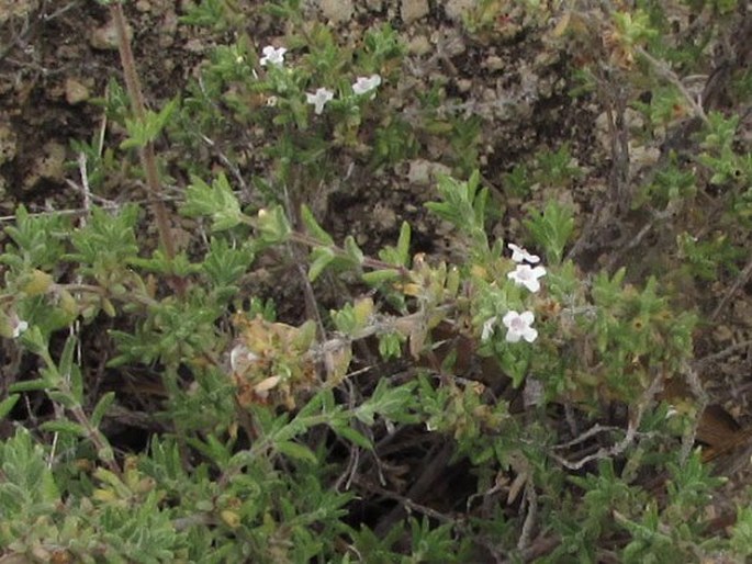 Micromeria hyssopifolia